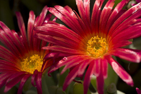 Flowering dew plants in the desert